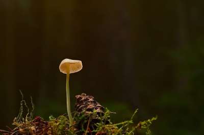 蘑菇 松果 掌舵 苔藓 落下 森林 自然