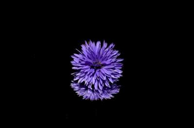 花 翠菊 反射 紫花 盛开 开花 背景 花 花 花 花 花