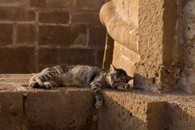 猫 宠物 猫科动物 动物 毛皮 睡眠 基蒂 国内的猫 猫肖像