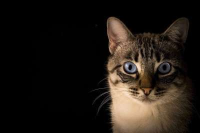 猫 吉祥物 动物 看 猫科动物 休息 小猫咪 家养动物 猫脸