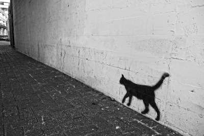 涂鸦 墙 猫 喷 画 画画 街头艺术 胡同 街道 城市的