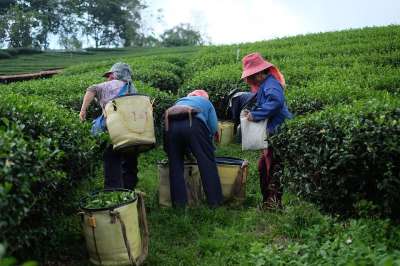 农民 收获 茶园 花草茶 植物 农场工人 种植园 农场 乡村的