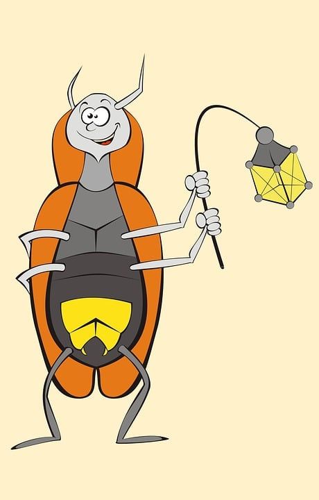 萤火虫 Lampyres 甲虫 生态学 瓦 黄色 动物 Adobe
