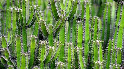 仙人掌 绿色 带刺的 针 仙人掌针 仙人掌植物 自然 植物 荆棘