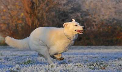 瑞士牧羊犬 狗 跑步 霜 冬天 寒冷的 白色的 速度 更白