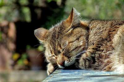 猫 睡眠 花园 国内的 棕色 虎斑猫 可爱的 有条纹的 猫科动物