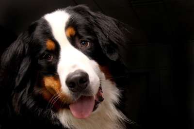 伯恩山犬 狗 动物 亲爱的 忠于