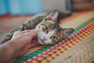 猫 脸 胡须 猫科动物 宠物 国内的 动物 基蒂 可爱的 猫