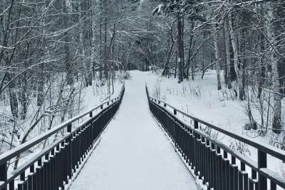 桥 路 森林 树木 冬季 冬天 景观 雪