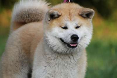 秋田 秋田犬 日本秋田 狗 红狗 秋田 秋田 秋田犬 秋田犬
