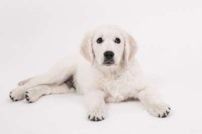 狗 金毛猎犬 小狗 纯种狗 可爱的 家畜 动物 年轻 小的