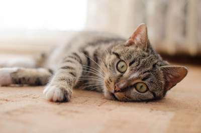 猫 小猫 大花猫 家猫 动物 躺猫 猫的眼睛 斑纹 达乔维茨