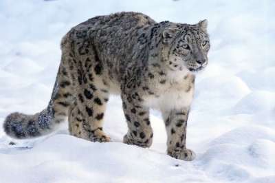 雪豹 捕食者 大猫 威胁 雪 野猫 黑豹 动物肖像 爱必思