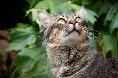 猫 看 眼睛 吉祥物 猫科动物 猫的样子 猫脸 猫看 可爱