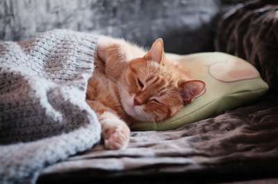 猫 红猫 小猫 可爱 毛皮 梦 眼睛 美容 动物 睡眠 度假