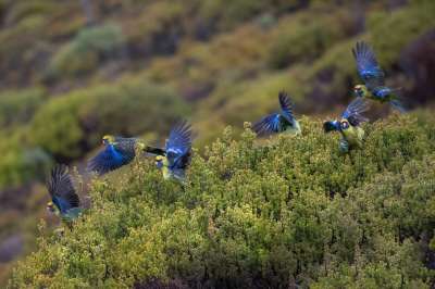 鸟类 鹦鹉 绿色Rosella 塔斯马尼亚罗塞拉 群 飞行 野生动物