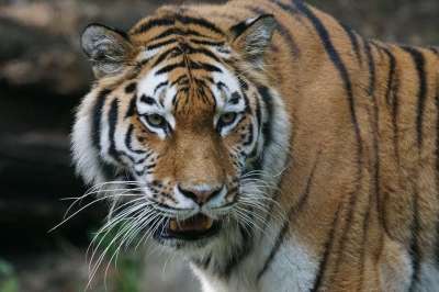 老虎 Amurtiger 捕食者 大猫 食肉动物 西伯利亚 猫