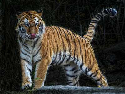 老虎 荒野 濒危 猫 猎人 有条纹的 眼睛 野猫 孟加拉 毛皮