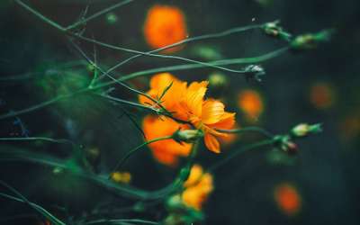硫磺宇宙 花 植物 芽 橙花 大波斯菊 盛开 植物群 花园