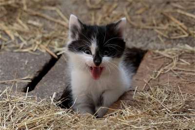 小猫 年轻 家猫 家畜 小的 可爱的 害怕 邪恶的 猫眼 胡须