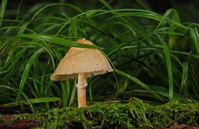 蘑菇 木耳 真菌科学 森林 野生蘑菇 自然 苔藓 关闭 森林地面