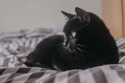 猫 小猫 宠物 黑猫 基蒂 年轻的猫 动物 国内的猫 猫科动物