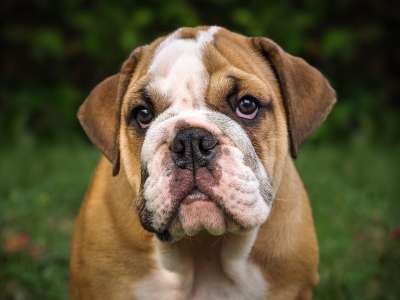 英国斗牛犬 狗 哺乳动物 可爱的 肖像 小狗 斗牛犬 脸
