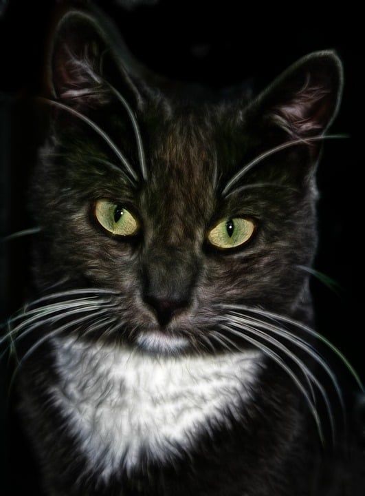 猫 数字艺术 猫脸 动物 画画 猫科动物 宠物 艺术品 画