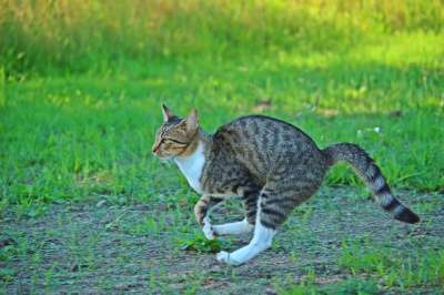 猫 虎猫 鲭鱼 跑步 驰骋 小猫 老虎 打猎