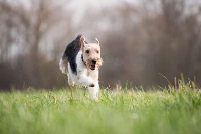 狗 宠物 梗犬 犬类 动物 毛皮 鼻子 哺乳动物 狗肖像