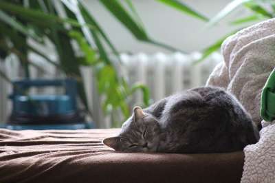 猫 英国短毛猫 睡猫 国内的 冷静 家 放松猫