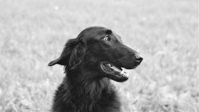 狗 哺乳动物 品种 动物 犬类 宠物 单色 平涂猎犬
