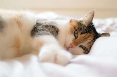 猫 动物肖像 家猫 幸运猫 床 说谎 蓬松的 柔软的 舒适