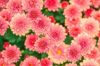 花朵 花瓣 植物 开花 盛开 花园 植物群 花艺 园艺 植物学
