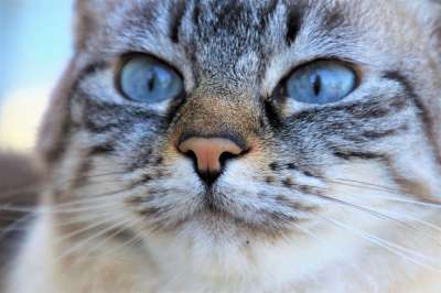 灰猫 观察者 打猎 视力 胡子 头发 可爱的 外貌 头 毛皮