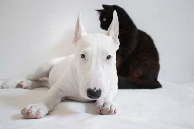 狗 猫 动物 斗牛犬 宠物 朋友们 黑猫 白狗 国内的 一起