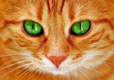 猫 眼睛 绿色 猫眼 脸 老虎 鲭鱼 红猫 甜 小猫 家猫