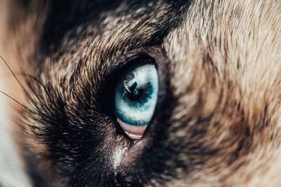 哈士奇 狗 眼睛 宠物 动物 犬类 特写