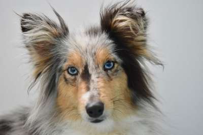 狗 年轻的婊子 狗的设得兰群岛牧羊犬 狗的蓝眼睛 蓝色的梅尔