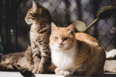 动物 猫 猫科动物 哺乳动物 基蒂 宠物 毛皮 胡须 猫 猫