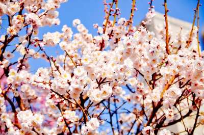冬季 鲜花 梅花 树 东京 芽 分支 日本 关闭 植物 白梅