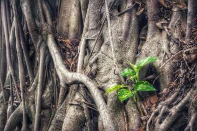 绿萝巴甘阿勒姆皇 植物 金钱工厂 树 老的 绿色 根 户外的