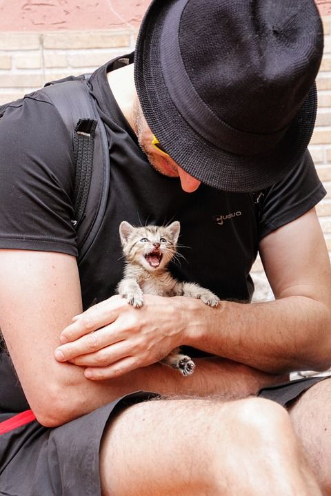 猫 小的猫 小猫 小的 可爱的 家畜 年轻的猫 猫脸 猫宝宝