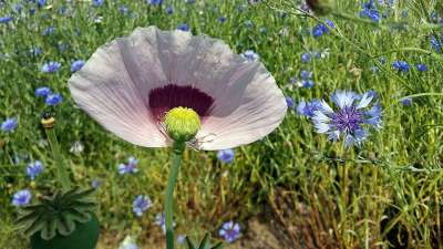 蔓延 花草地上 花园 盛开 鲜花 季节 草甸