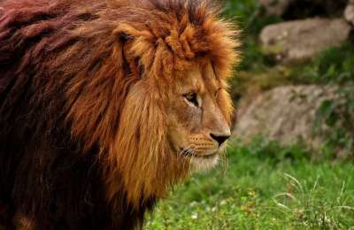 狮子 捕食者 危险的 鬃毛 大猫 男性 动物园 野生动物 非洲