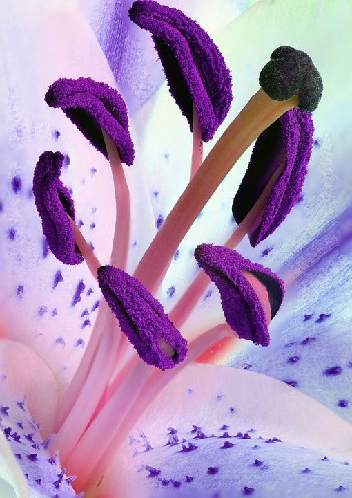 百合 雄蕊 雌蕊 特写 花瓣 花 盛开 开花 植物群 花艺