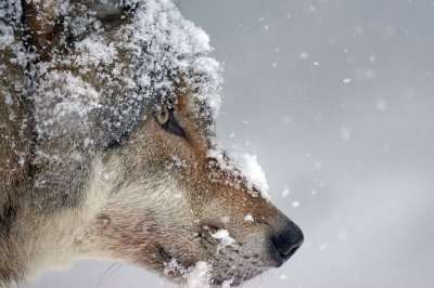 狼 捕食者 欧亚狼 包动物 狼头 雪 冬天 寒冷的 狼 狼