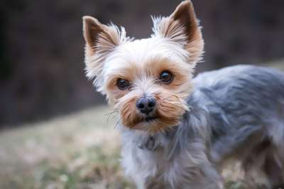 约克夏犬 狗 宠物 约克 小狗 动物 家犬 纯种狗 犬类