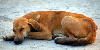 睡狗 街头狗 动物 犬类 棕色 街头狗 街头狗 街头狗 街头狗