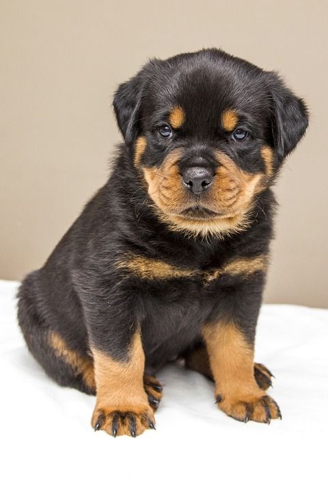 罗威纳犬 小狗 甜的 狗 动物 可爱